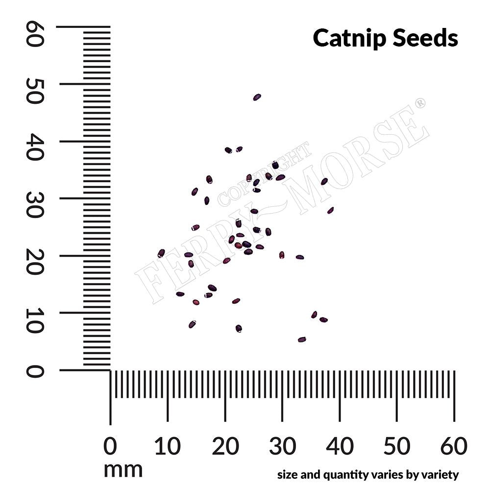 Catnip seed spill and measurement